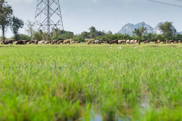 Αγελάδες που βοσκούν σε αγρόκτημα με πράσινο χωράφι στην καλή μέρα του καιρού — Φωτογραφία Αρχείου