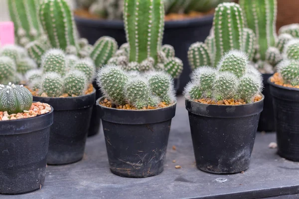 Pequeña planta de cactus en maceta. Muchos cactus para la decoración del jardín — Foto de Stock