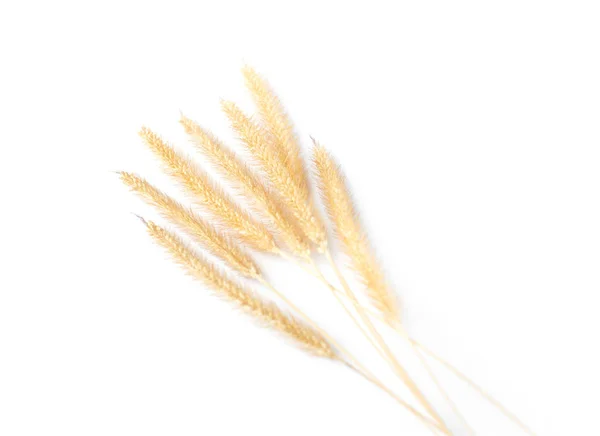 Dry fountain grass isolated on white background — Stock Photo, Image