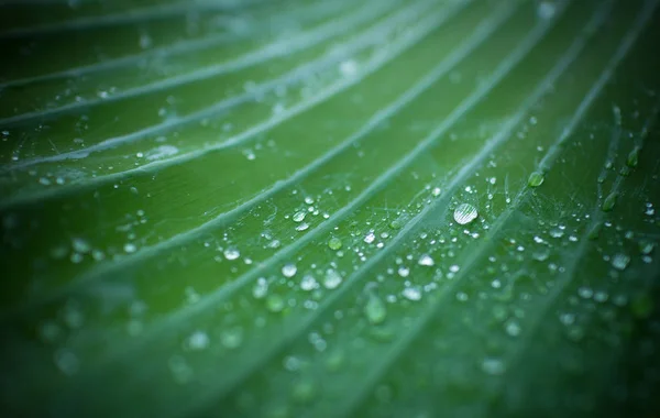 Φυσικό Φόντο Φρέσκο Πράσινο Φύλλο Υφή Και Σταγόνες Νερού — Φωτογραφία Αρχείου