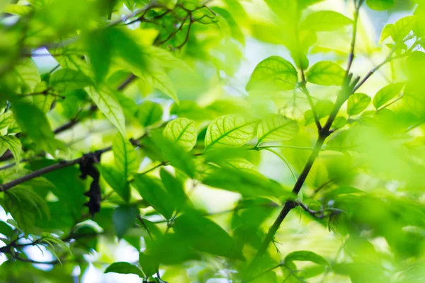 Yeşil doğa arka plan veya zemin renk ve br ile bulanık — Stok fotoğraf