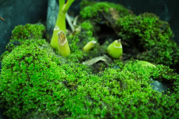 Musgo verde en la naturaleza que crece en la maceta de orquídeas —  Fotos de Stock