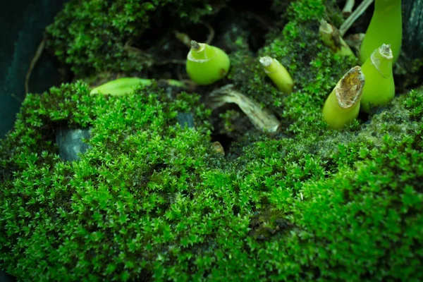 Зелений мох у природі, що росте в квітковому горщику орхідей — стокове фото