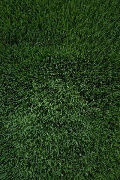 green grass field texture