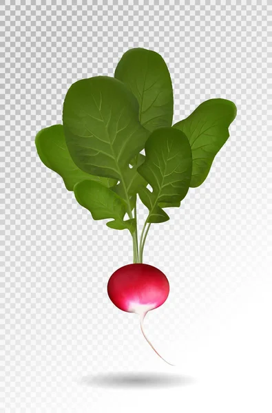 Foto realistisk vackra mogna röda rädisor och gröna blad på en transparent bakgrund. Vektorillustration, 3d — Stock vektor