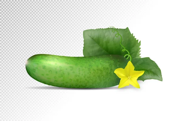 Pepino aislado sobre fondo blanco. Vector — Vector de stock