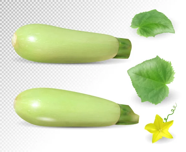 新鮮な野菜骨髄は 緑の葉と花で飾られて 透明な背景 イラストレーションのリアルなベクター — ストックベクタ