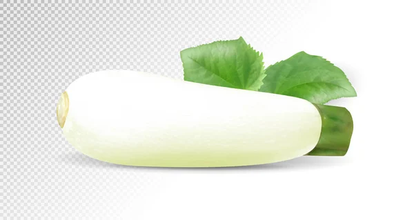 Weißes Zucchini Gemüse Realistischer Vektor Auf Transparentem Hintergrund Illustration — Stockvektor