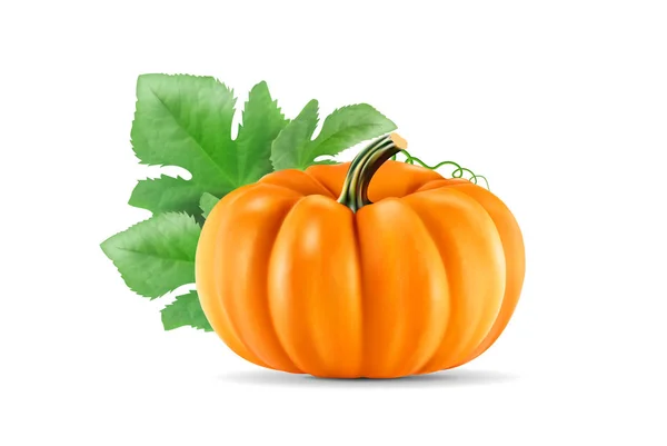 Calabaza Vectorial Realista Aislada Sobre Fondo Rejilla Transparencia Ilustración — Foto de Stock