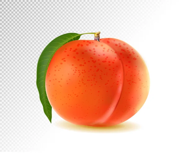 Realistic Ripe Peach Leaf White Background Isolated Sweet Fruit Hand — стоковый вектор