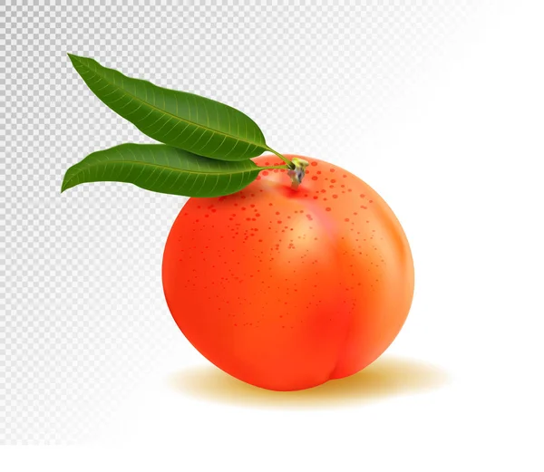 Realistiska Mogen Persika Med Blad Vit Bakgrund Isolerade Söt Frukt — Stock vektor