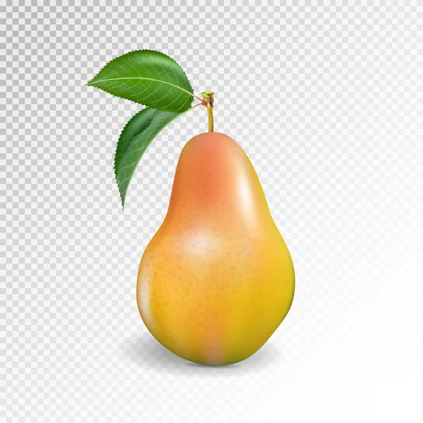 Pear Realistisch Vector 10Eps Peer Bokszak Ponsen Bal Bokszak Boksbal — Stockvector