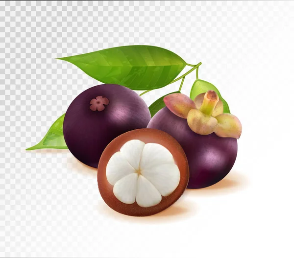Mangostan isoliert auf transparentem Hintergrund. zwei ganze Königinnenfrüchte und eine Hälfte als Verpackungselemente. Qualität realistischer Vektor, 3D-Illustration — Stockvektor