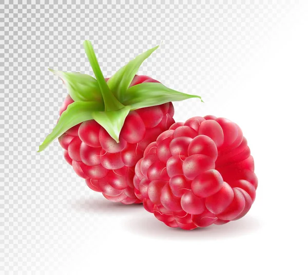 Realistic Raspberry, Fresh Sweet Fruit, Isolated on transparent Background, Hand Drawn Vector 3D Illustration — Stock Vector