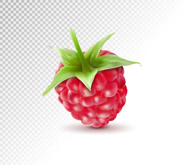 Ripe raspberries isolated on transparent background. Quality realistic vector. 3d illustraton — Stock Vector