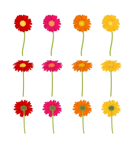 Conjunto de flores de gerber de colores grandes, ilustración vectorial — Vector de stock