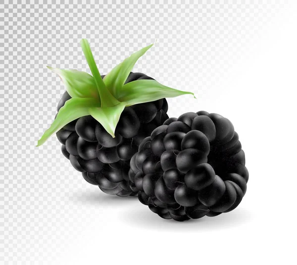 Sweet blackberries on the transprent background. — Stock Vector