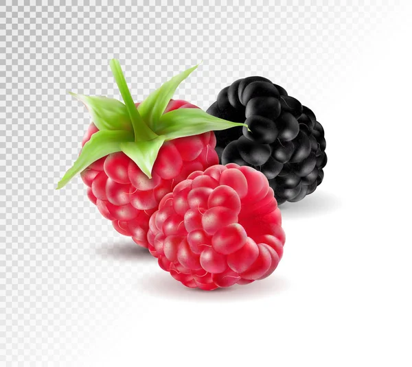 Realistic vector. Blackberries with raspberries set isolated on transparent background. Macro, 3d illustration — Stock Vector