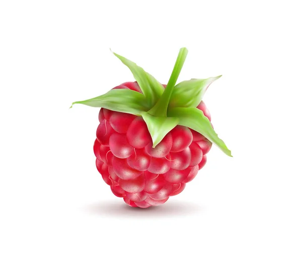 Ripe raspberries isolated on white background. Quality realistic vector. 3d illustraton — Stock Vector