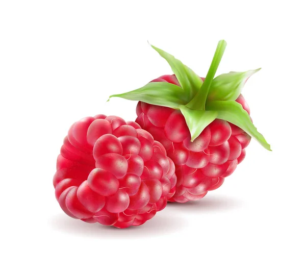 Raspberry Realistik, Buah Manis Segar, Terisolasi di Latar Belakang Putih, Gambar Tangan Vektor 3D Ilustrasi - Stok Vektor