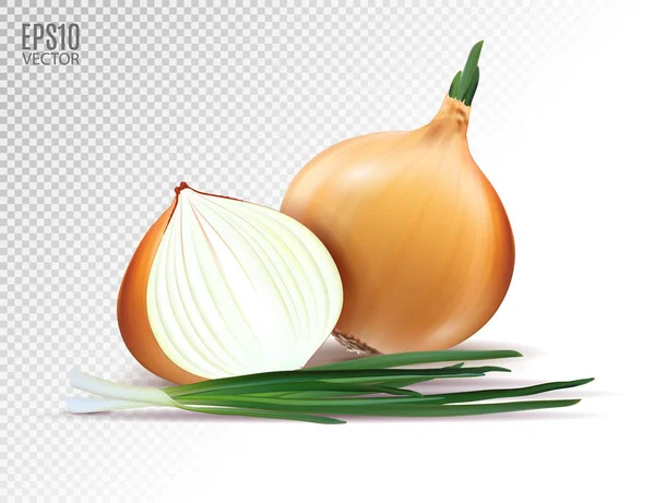 Vector fresh onion with green onion on a transparent background. Realistic vector, 3d illustration — Stock Vector