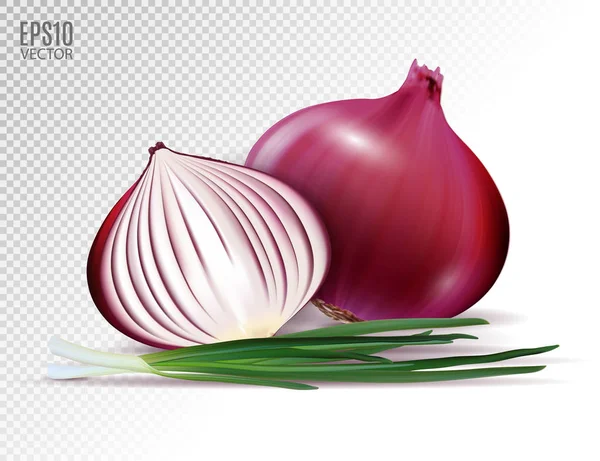 Vector fresh whole and half red onion bulbs with green onions close up isolated on transparent background. Realistic vector, 3d illustration — Stock Vector