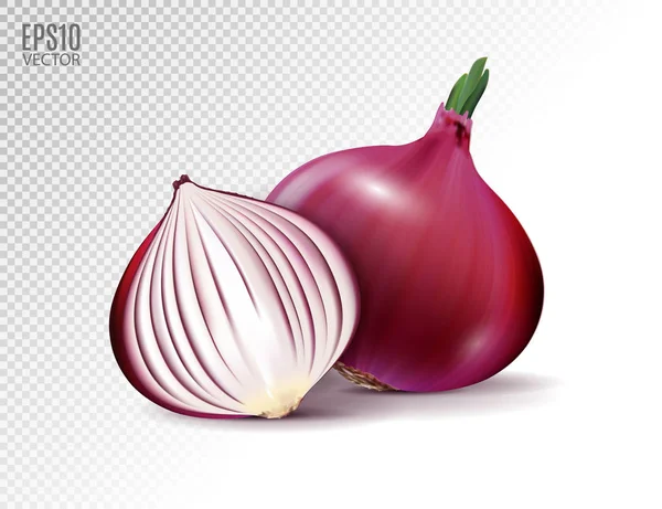 Vector fresh whole and half red onion bulbs on transparent background. Realistic vector, 3d illustration — Stock Vector