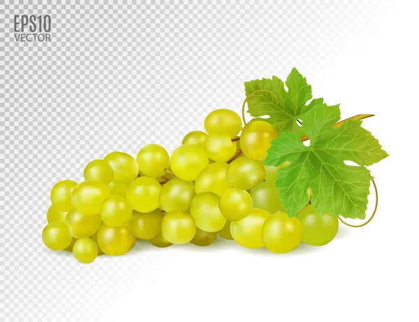 Bunch of yellow or green grapes with vine leaves isolated on transparent background. Cluster of grape. Realistic, fresh, natural food, dessert. 3d vector illustration for agriculture design. — Stock Vector