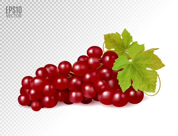 Bunch of red grapes with vine leaves isolated on transparent background. Realistic, fresh, natural food, dessert. 3d vector illustration for agriculture design. — Stock Vector