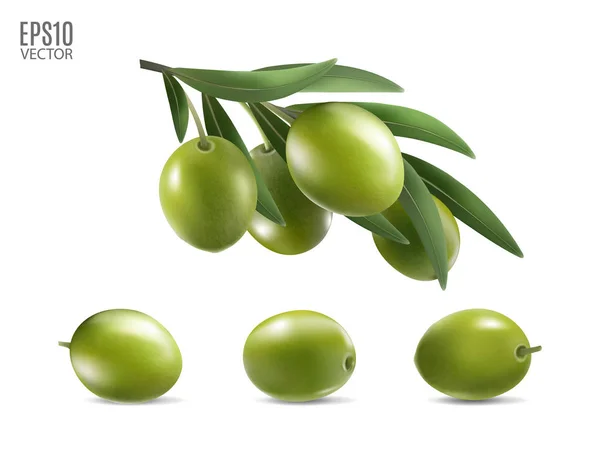 Grüne Oliven und Blätter isoliert auf weißem Hintergrund als Gestaltungselement der Verpackung. fotorealistischer Vektor, 3d — Stockvektor