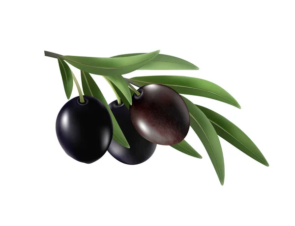 Aceitunas aisladas. Tres frutos de olivo negro en una rama con hojas aisladas sobre fondo transparente. Foto-realista vector, 3d — Vector de stock