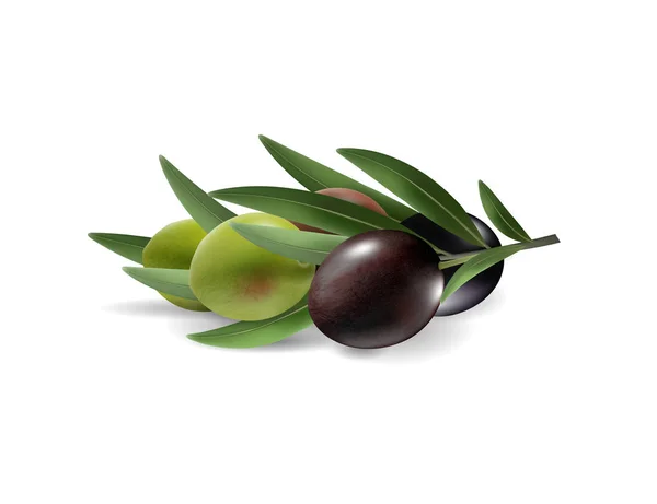 Vector realistic illustration of olives branch isolated on white background. 3d — Stock Vector