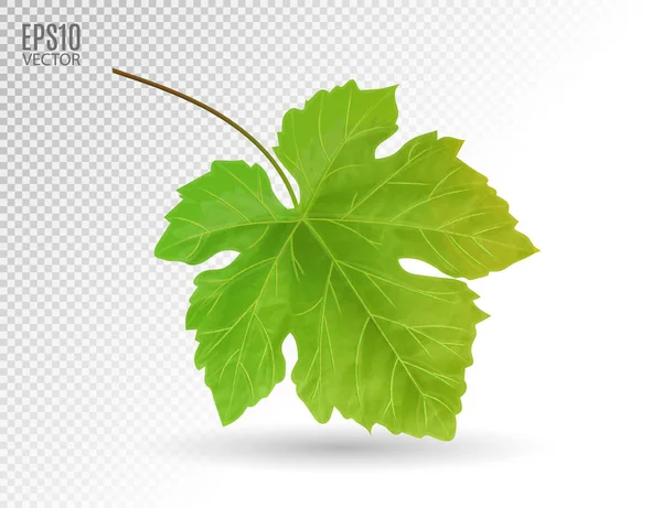 Hojas de uva verde. vector realista, 3d — Vector de stock