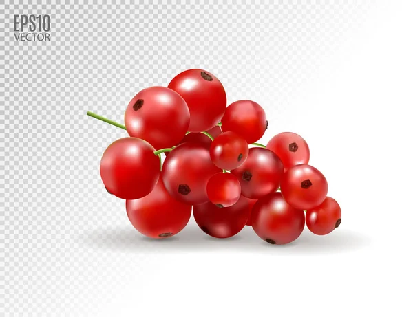 Currant merah. Ilustrasi vektor realistis buah beri pada latar belakang transparan. 3d - Stok Vektor