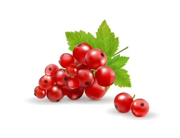 Ripe delicious red currant white background. Vector realistic, 3d illustraton — Stock Vector