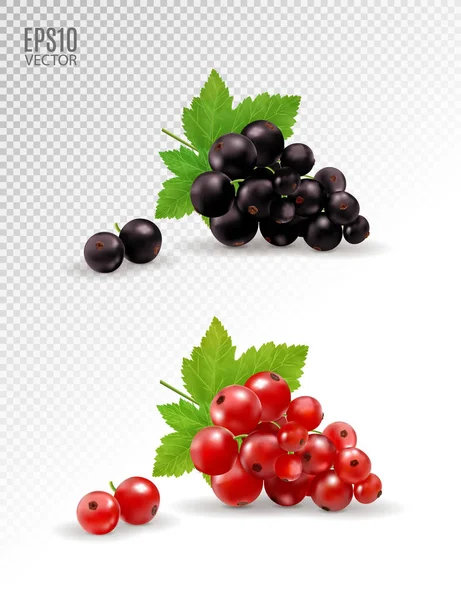 Conjunto de grosellas aisladas. Grosella negra y roja. Vector realista, ilustración 3d — Archivo Imágenes Vectoriales