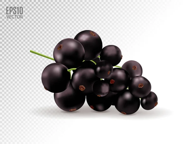 Vector realistic black currant with sheets. Black currant isolated on transparent background. 3d illustration — Stock Vector