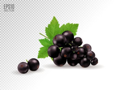 Vector realistic black currant with sheets. Black currant isolated on transparent background. 3d illustration clipart