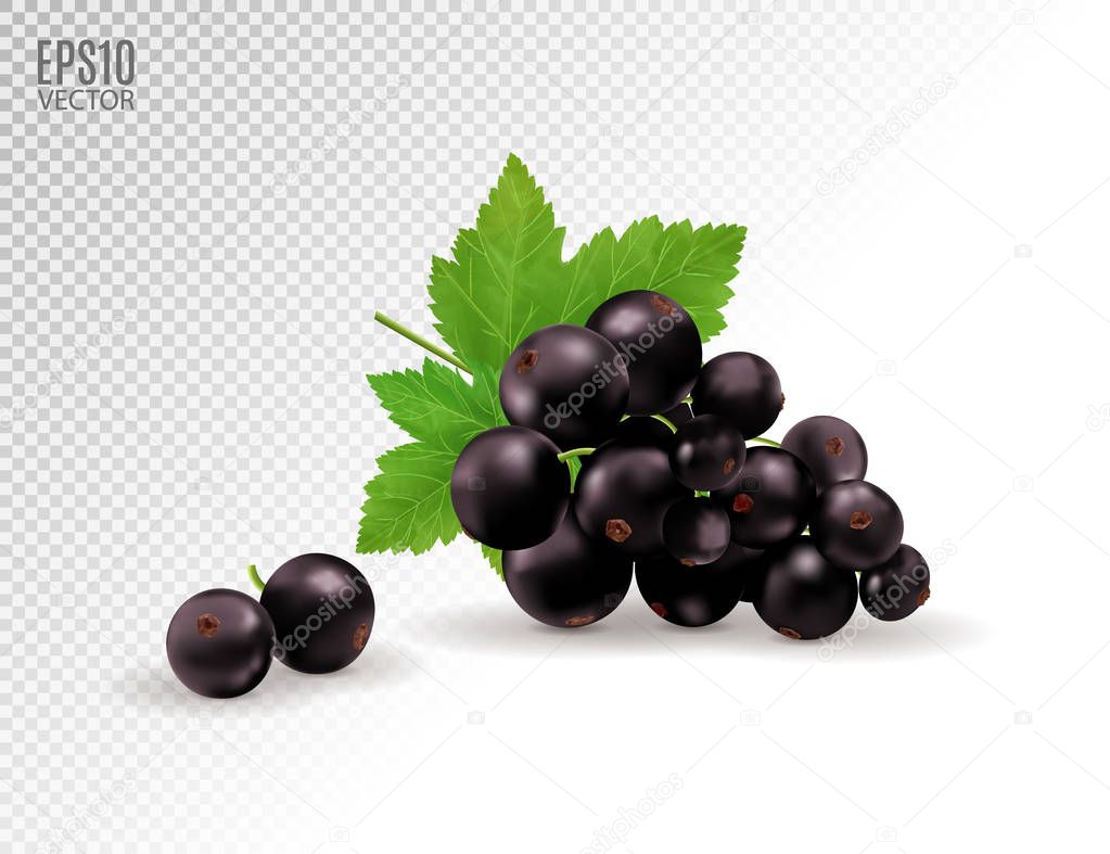 Vector realistic black currant with sheets. Black currant isolated on transparent background. 3d illustration