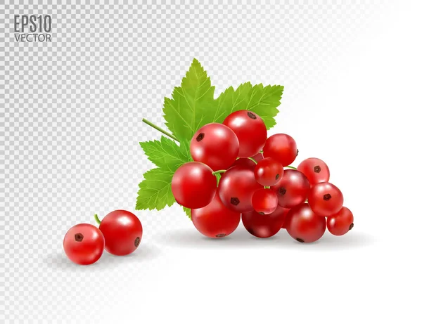 Currant merah. Ilustrasi vektor realistis buah beri pada latar belakang transparan. 3d - Stok Vektor
