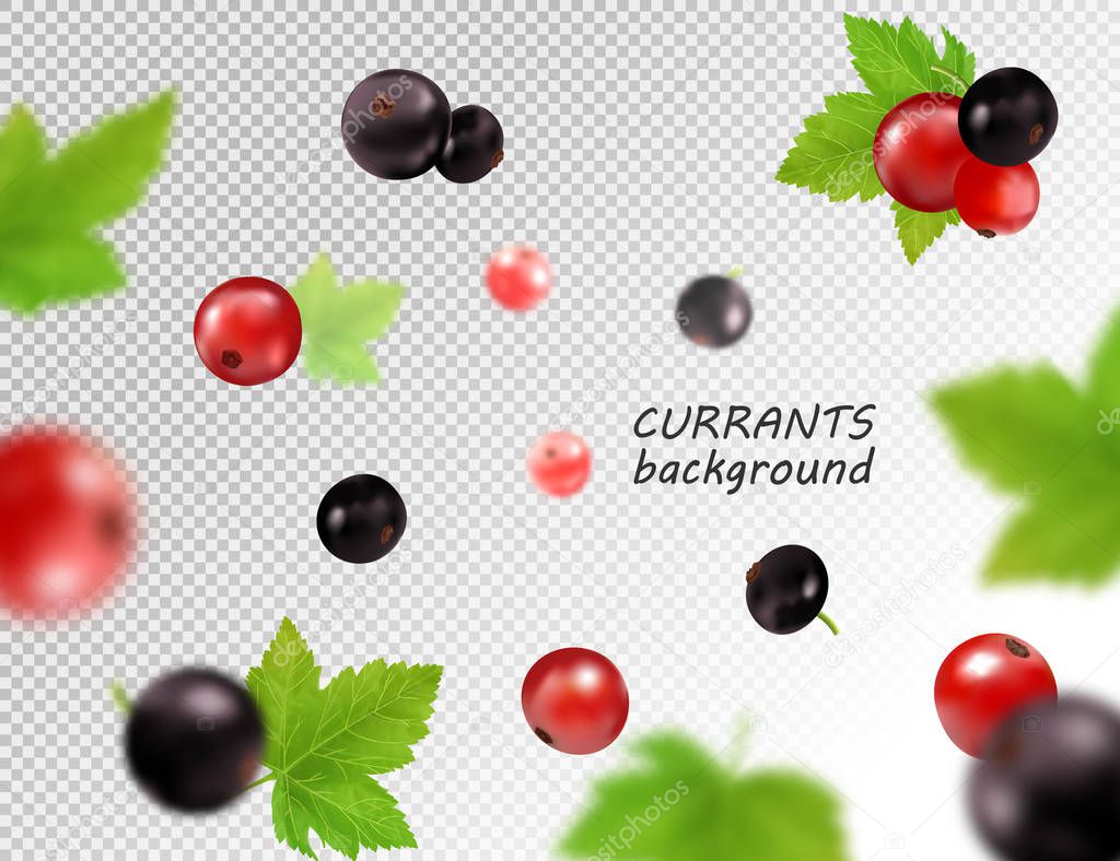 Realistic vector falling red and black currant isolated on transparent background, 3d illustration
