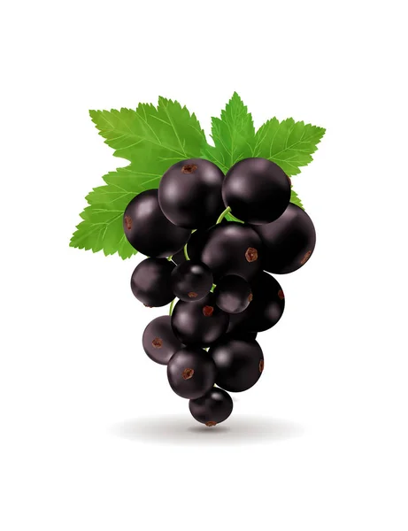 Ripe delicious black currant white background. Vector realistic, 3d illustraton — Stock Vector