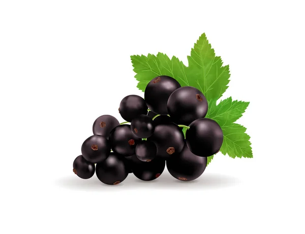 Black currant isolated on white background. Vector realistic, 3d illustraton — Stock Vector