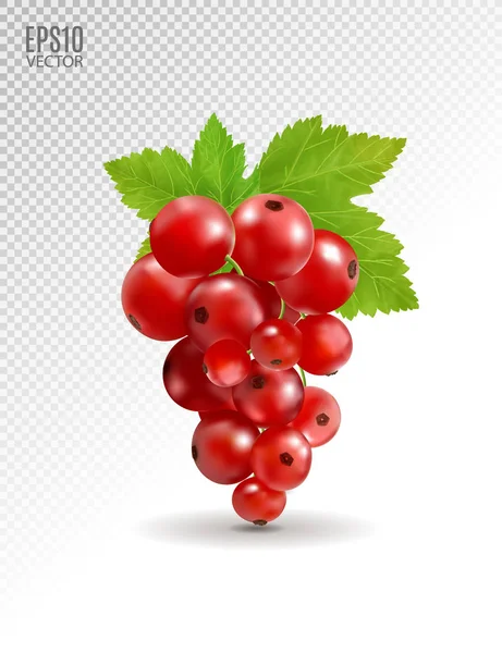 Ripe delicious red currant on transparent background. Vector realistic, 3d illustraton — Stock Vector