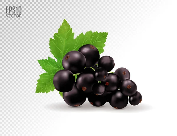 Vektor realistische schwarze Johannisbeere mit Blättern. schwarze Johannisbeere isoliert auf transparentem Hintergrund. 3D-Illustration — Stockvektor