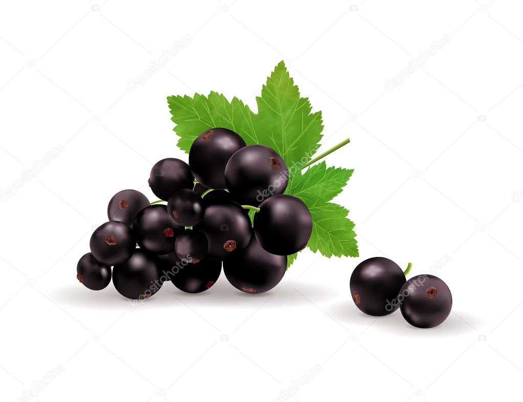 Black currant isolated on white background. Vector realistic, 3d illustraton