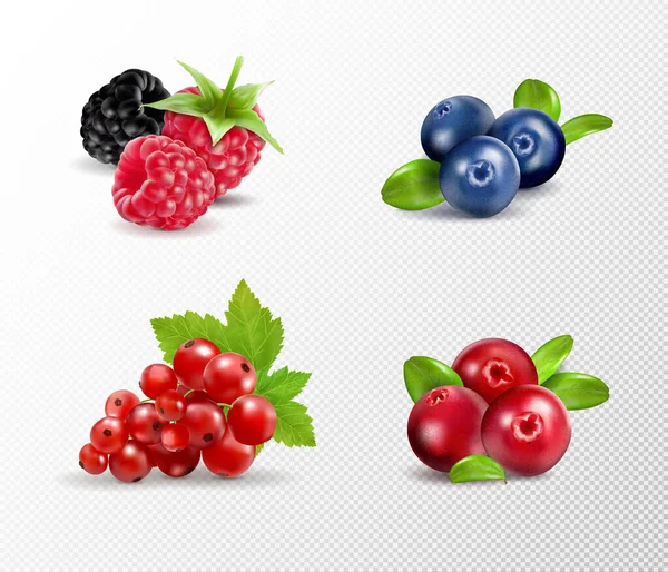 Set of vector realistic berries isolated on transparent background. Raspberry, blueberry, currant, cowberry. Forest berry. Sweet fruit. Realistic illustration. 3d vector icon set — Stock Vector