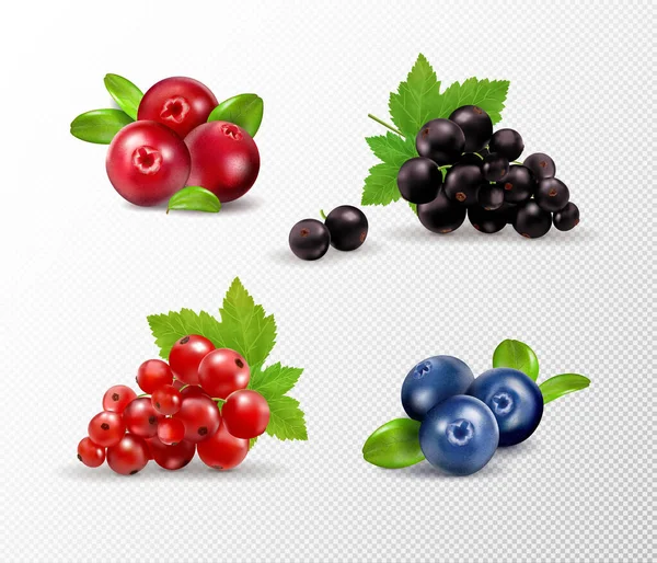 Set of vector realistic berries isolated on transparent background. Raspberry, blueberry, currant, cowberry. Forest berry. Sweet fruit. Realistic illustration. 3d vector icon set — Stock Vector