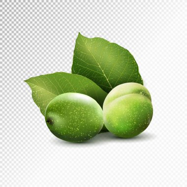 Şeffaf arka planda yaprakları olan yeşil cevizler. Gerçekçi vektör illüstrasyonu, 3d
