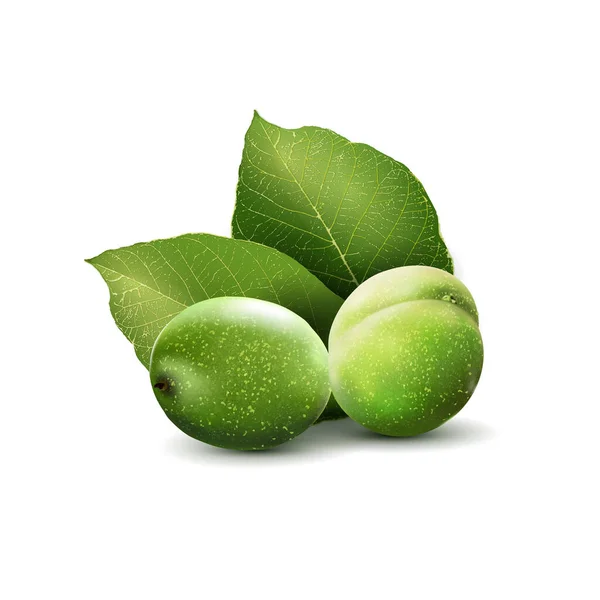 Nueces verdes con hojas aisladas sobre un fondo blanco. — Vector de stock